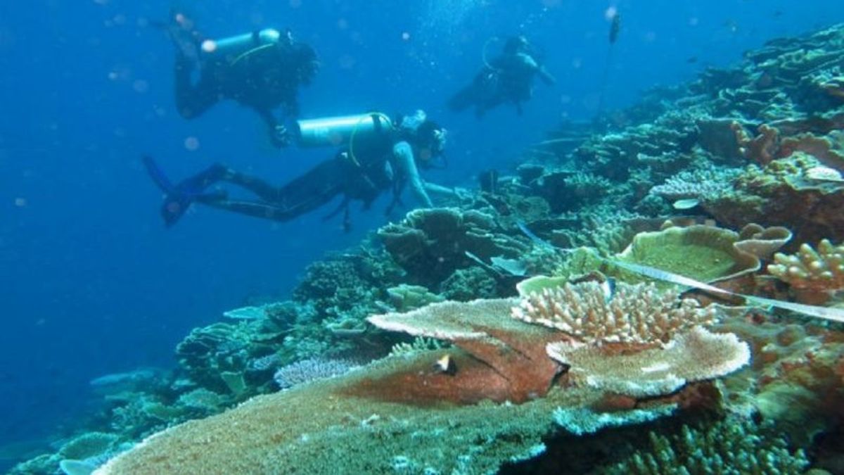 KKP：不能再有非法的观赏珊瑚贸易，特别是从大自然中获取