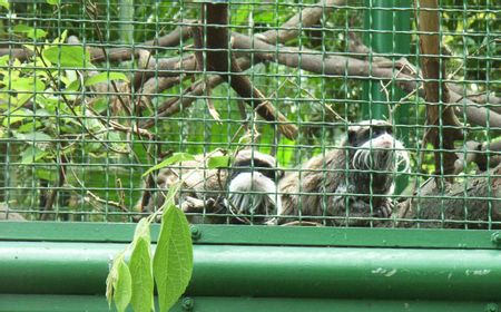 11 Monyet d Kebun Binatang Hong Kong Mati Akibat Infeksi Bakteri