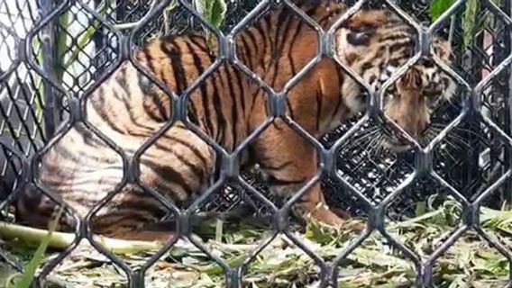 Harimau Sumatra Masuk Perkebunan Warga Aceh Selatan