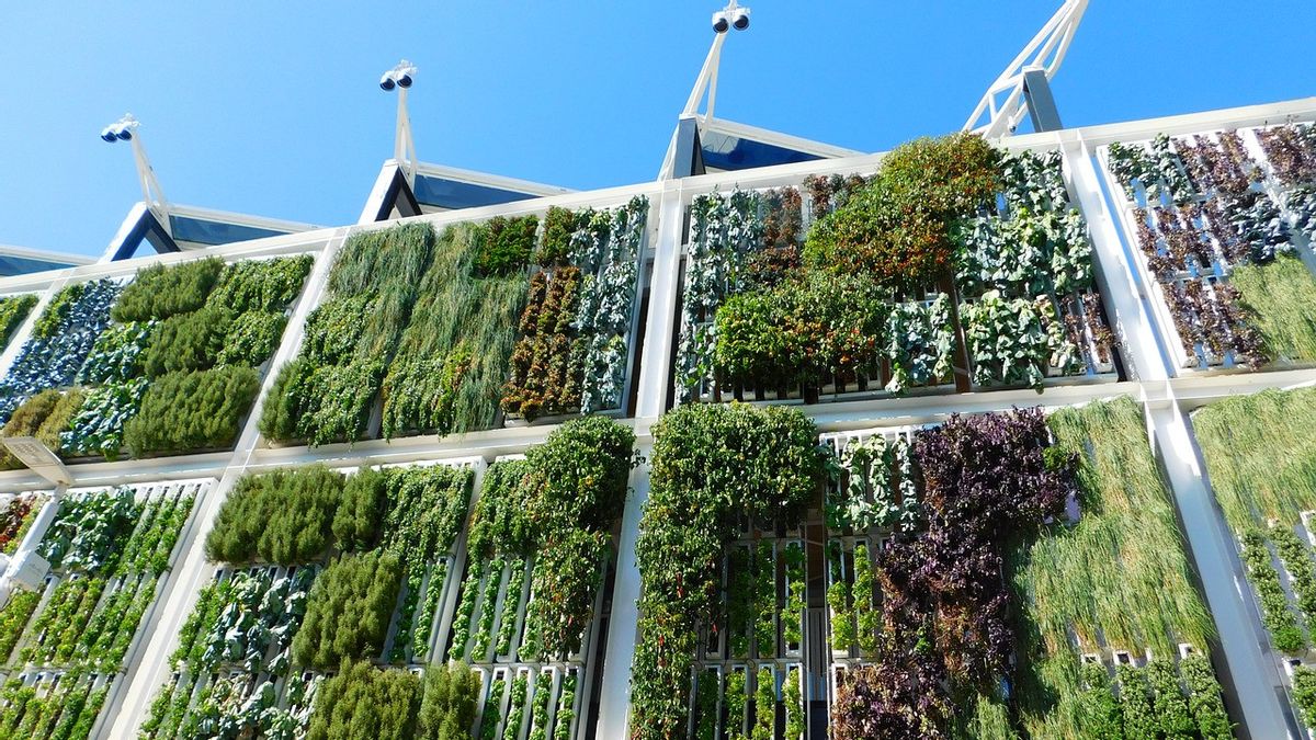 Se Préparer à Créer Un Jardin Vertical à La Maison