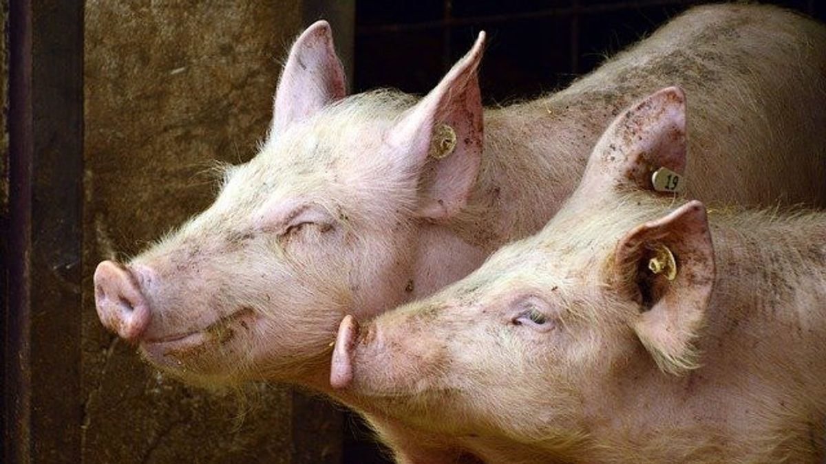 预防非洲猪热病毒的凶猛，伦巴塔班拉利十字猪畜 