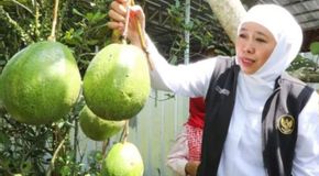 Berhasil Tingkatkan SDM Bidang Pertanian, Khofifah Terima Tanda Kehormatan Satyalancana Wirakarya