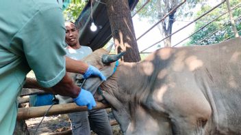 Preventing Hazardous Diseases, KPKP Officers Check The Health Of Sacrificial Animals From NTB In Kemayoran