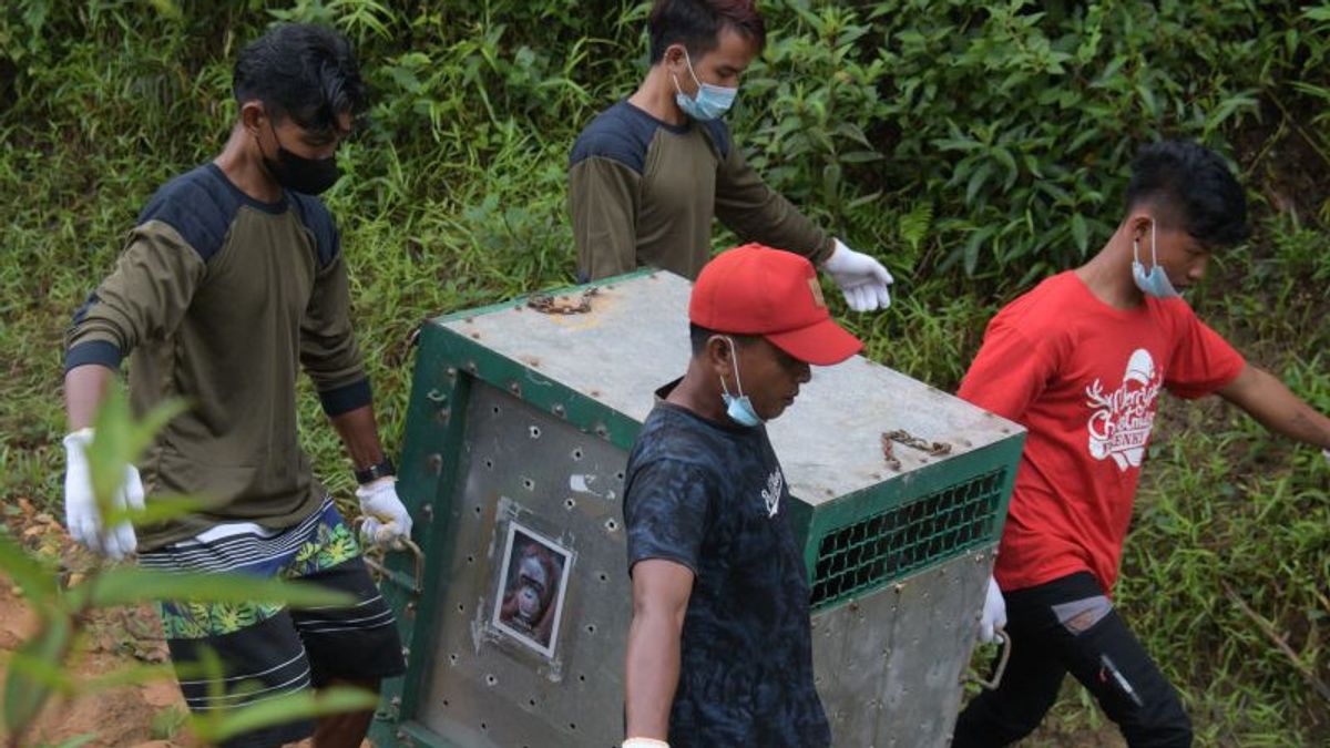 BKSDA Kalteng Lepasliarkan 4 Orang Utan di Taman Nasional Bukit Baka