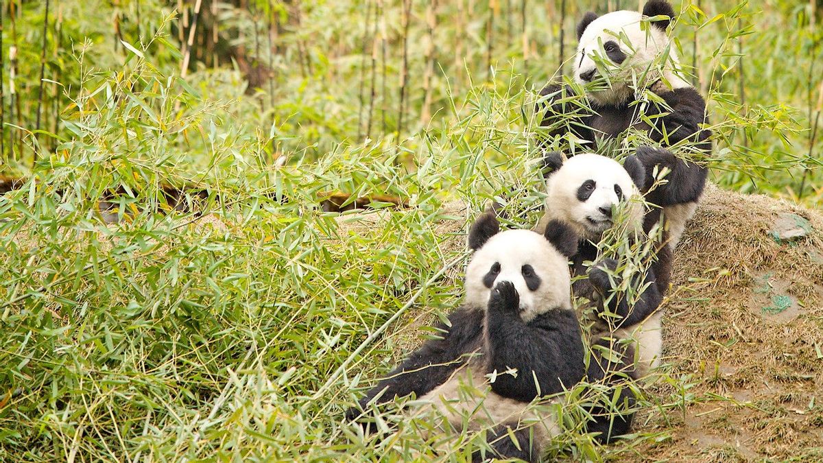 The World's Population Of Giant Pandas In Captivity Reaches 757 Heads