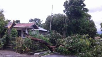 BMKG Reminds Residents To Beware Of Potential For Extreme Weather In NTT In The Next Week