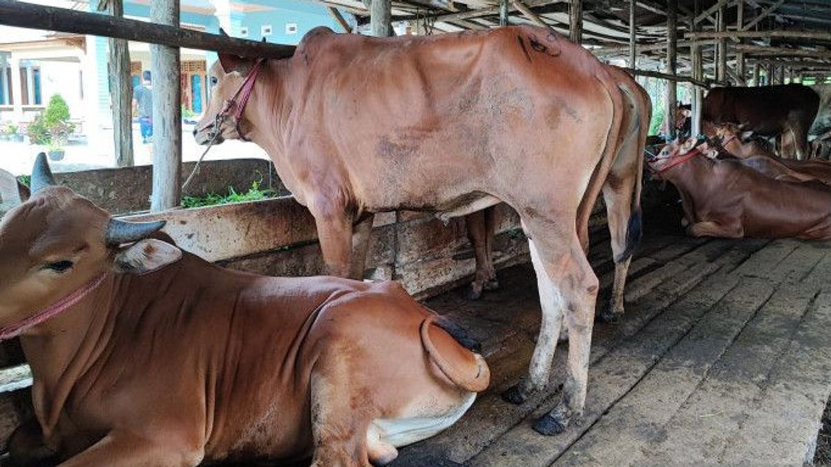 3,638 Cows In Babylon Sembuh From PMK, 106 Tailed By Paksa