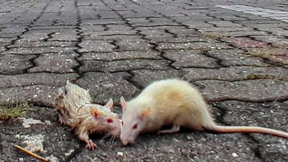 Waspada Wabah Pes, Ancaman Lama Bisa Muncul Kembali di Indonesia