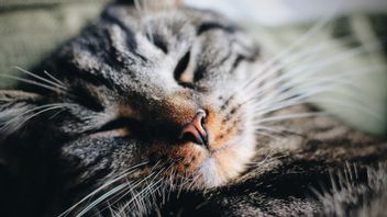 不仅仅是嗅觉，猫鼻子的这7个功能