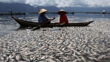 Ratusan Ton Ikan Mati Mendadak di Danau Maninjau, Ada Apa?