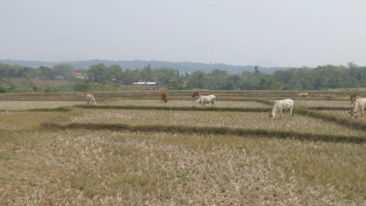 茂物摄政政府为11000公顷的稻田投保,农民如果未能收获,可以赔偿600万印尼盾/Ha