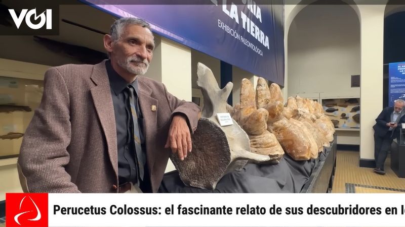 The Largest Animal Fossil: Perucetus Colossus, Competitor to the Blue Whale