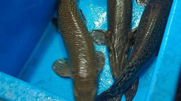 Petugas Temukan 4 Ikan Alligator Gar yang Dijual di Pasar Ikan Hias Johar Baru