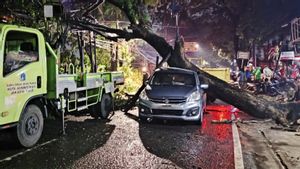 Mobil Suzuki Ringsek Tertimpa Pohon Tumbang di Jaktim