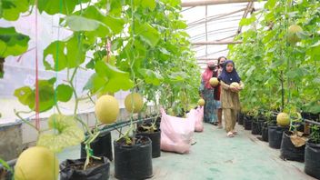 トレングレックのメロン摘み観光は、新鮮なタキルのために住民の追跡者になりました