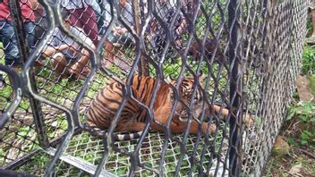 3 Tigers Observed In Aceh Plantations, Community Anticipate By Bringing Tamers And Setting Traps