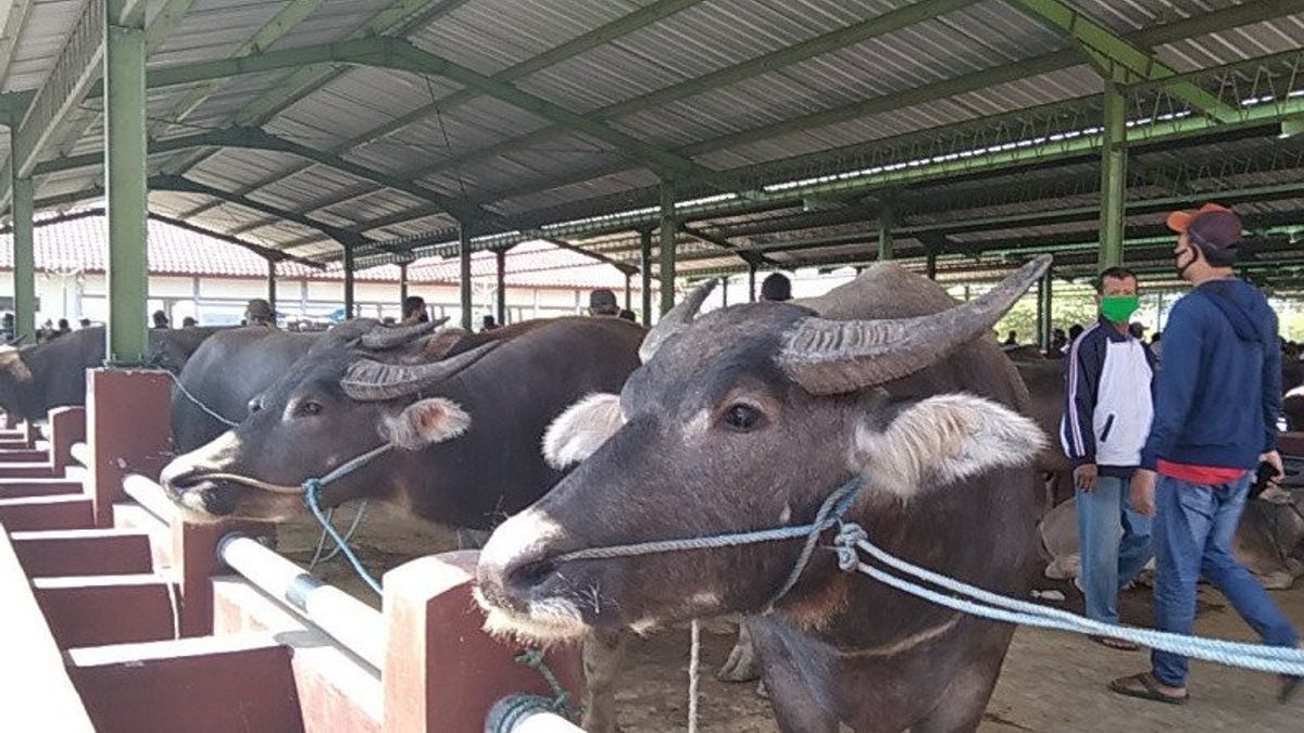 MUI: Guidelines For Sacrificial Animals Affected By PMK Still In Preparation