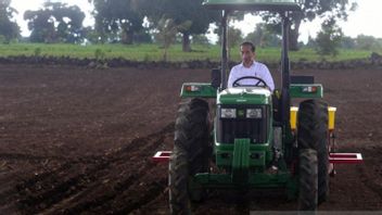 バイクだけでなく、ジェネポント、南スラウェシに行くとき、ジョコウィはトウモロコシの種子を植えるためにトラクターを運転する彼のスキルを披露