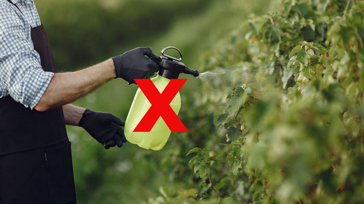 Pesticide Dangers To The Body: Here Are The Impacts And How To Prevent It