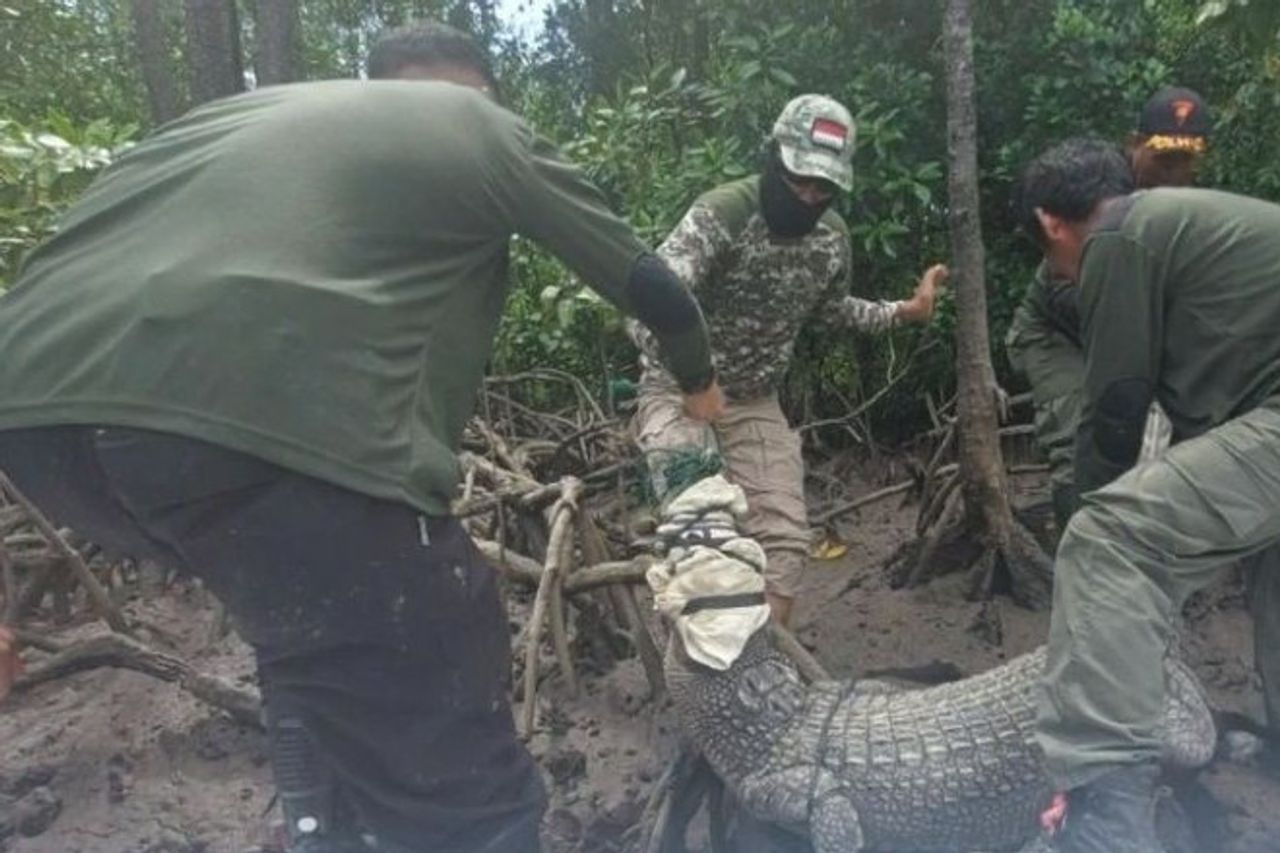 4 Crocodiles Arrested By Residents In South Konawe, 2 Among Them Dead