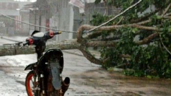 Rain Accompanied By Cycling Winds With A Speed Of 54 Km/Jam Makes 4 Big Tree In Sampit Tumbang