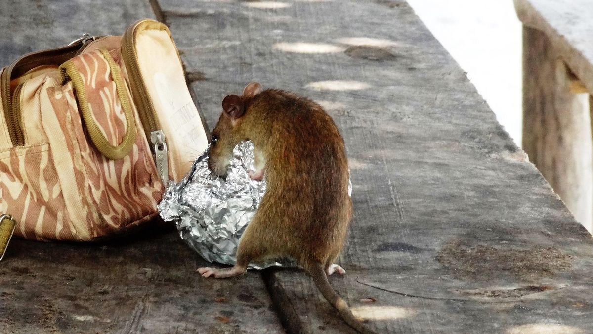 Tikus Jadi Masalah Baru di Tokyo Selama Pandemi COVID-19