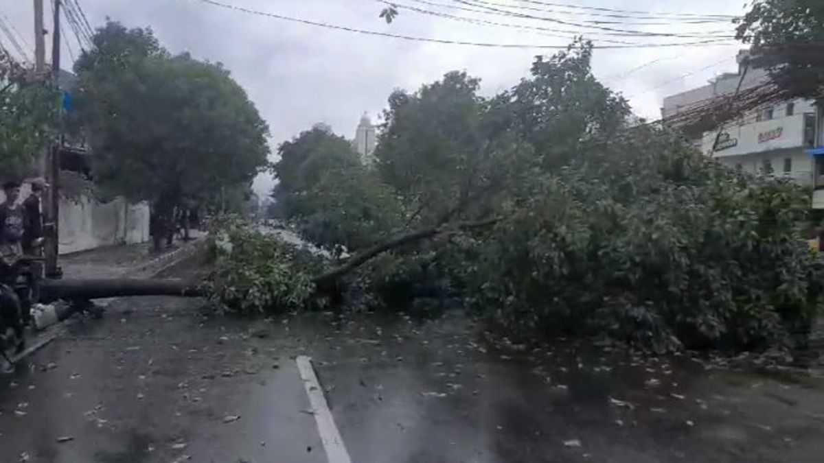 Data Pohon Tumbang Menurut Sudin Tamhut Jakpus