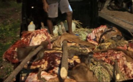 Polresta Kupang Selidiki Jaringan Pencuri Ternak Sapi dengan Cara Mutilasi