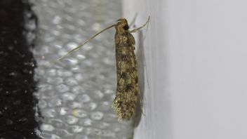 家でカミテペを根絶する7つの方法、天然成分を使用することができます