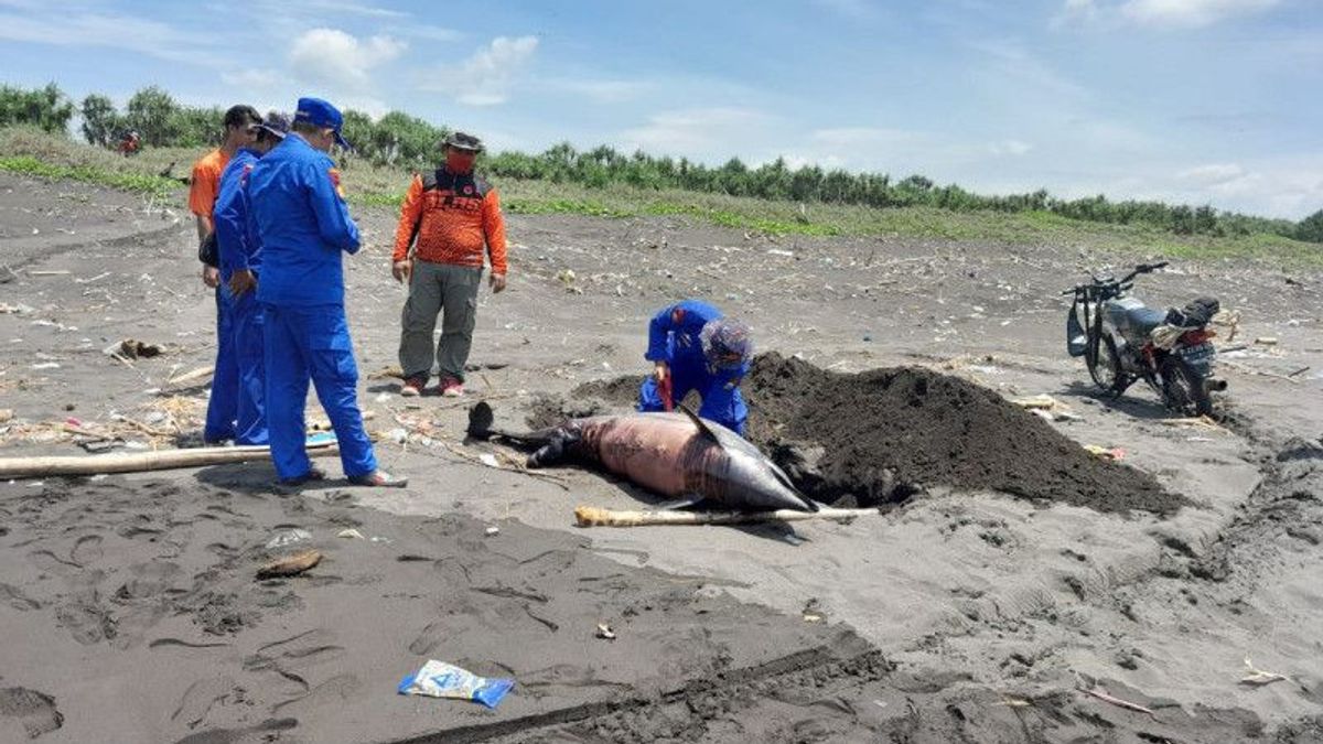 ジェンバーの南海岸に取り残された1頭のイルカの死骸