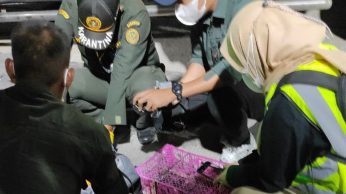Penyeludupan Satwa Liar Pakai Bus Penumpang Digagalkan Balai Karantina Lampung