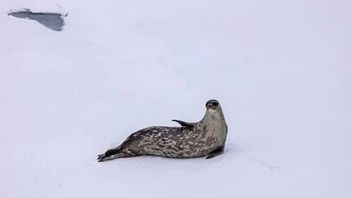 苏格兰的海狗旅游，人工智能技术有助于保护其可持续性