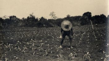 繁荣的精英，悲惨的农民：荷兰时代的强迫种植的闪回