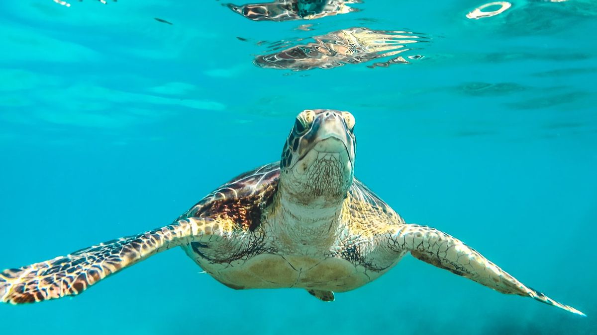 Terrifying! Fisherman In Japan Slaughter 50 Green Turtles Accidentally Caught In Fishing Nets