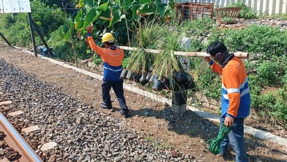 Anticipating Landslides, KAI Intensive Tree Planting And Wangy Roots Grass Along The Train Line