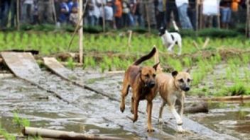 Warga Mukomuko Khawatirkan Keselamatan Anak Atas Gangguan Anjing Liar