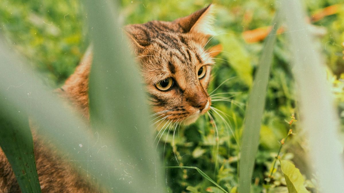 Is a Cat Stung by a Bee Dangerous? Know How to Heal