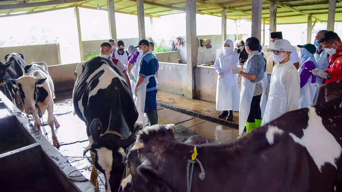    وزارة الزراعة تمنح حصة قدرها 1.5 مليون لقاح ضد مرض الحمى القلاعية للحيوانات في جاوة الشرقية