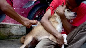 Rabies Melanda Timor Tengah Selatan NTT, Kini Kasus Gigitan Anjing Terjadi di 11 Kecamatan 
