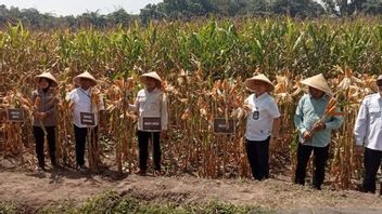 Panen Jagung Melimpah, Kementan Tegaskan Tak Perlu Impor