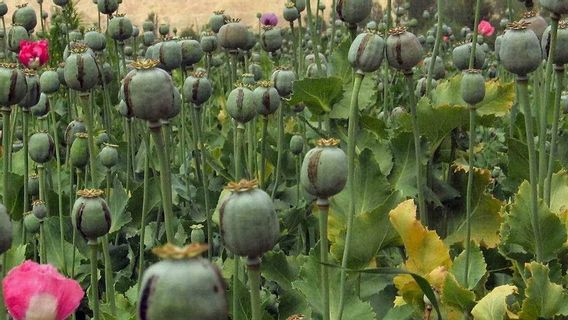 Opium dari Afghanistan Selatan Goyang Rantai Suplai dari Indochina, Kenapa?