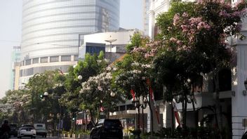 Indahnya Tabebuya Bermekaran di Sepanjang Jalan Protokol Surabaya