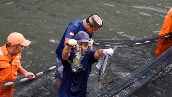 Les poissons Sapu-Sapu et les problèmes de Ciliwung