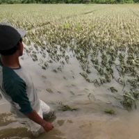 Indonesia Alami 835 Bencana hingga April 2023, untuk Sawah Banjir Gagal Panen BNPB Pastikan Diganti Pemerintah  