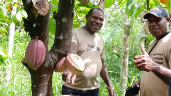 L'expansion De L'emploi, L'État Remet Rp6,1 Billions D'actifs Plantation De Chocolat Au Gouvernement Manokwari
