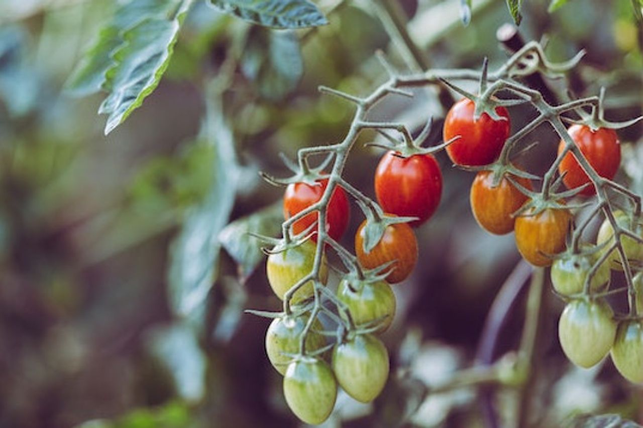 トマト植物は実を結ばない?5 この要因が原因である可能性があります