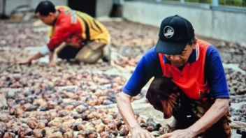 Hilirisasi Gambir Bisa Tambah Rp980 Miliar Devisa, Perlu Transparansi dan Audit