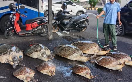 Polisi Gagalkan Penyelundupan 9 Penyu Hijau Ke Bali 