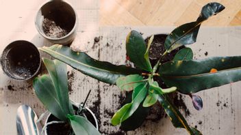 When Should You Do Repotting Ornamental Plants? Know The Most Appropriate Way