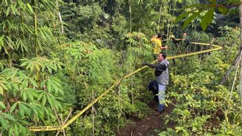 La police de Garut enquête sur la découverte d'un champ de cannabis dans les montagnes de Blok Wareng Garut